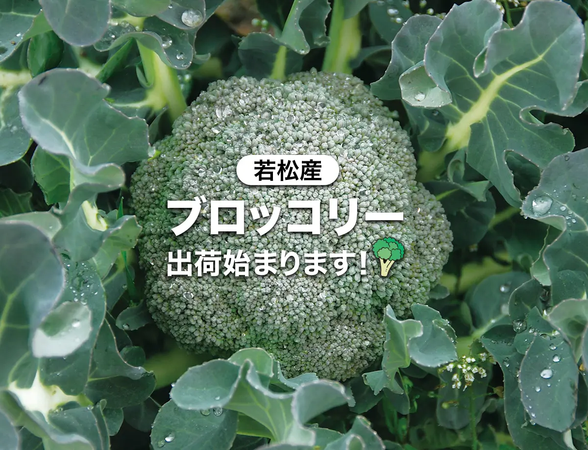 若松産「ブロッコリー」の出荷が始まります！ - 地元いちばん 地元を