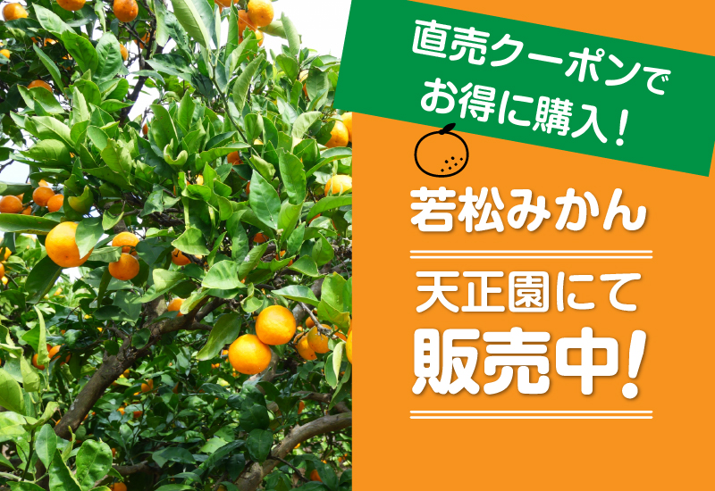 天正園みかん販売のお知らせ