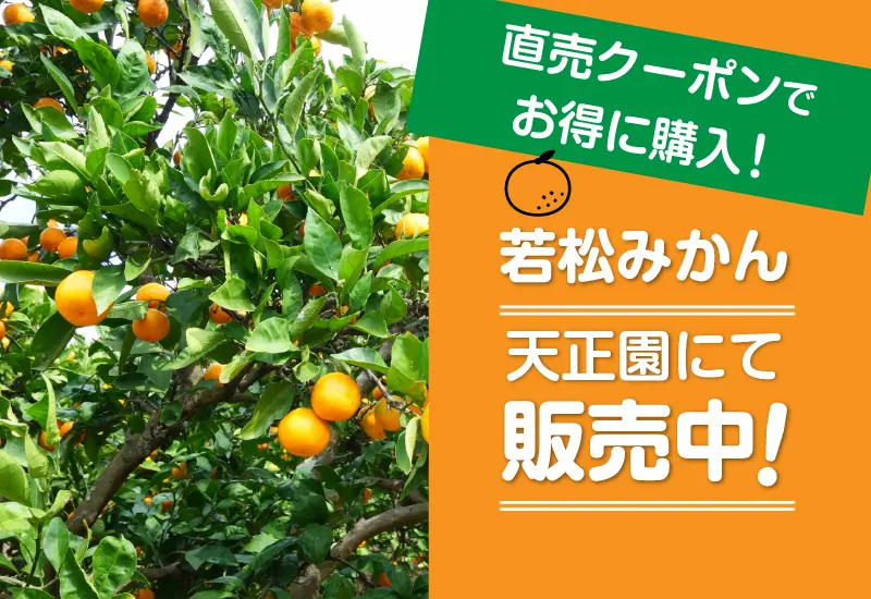 若松みかんの販売スタート（天正園） | 地元いちばん 地元を食べよう