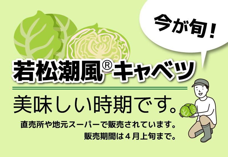 若松潮風キャベツ