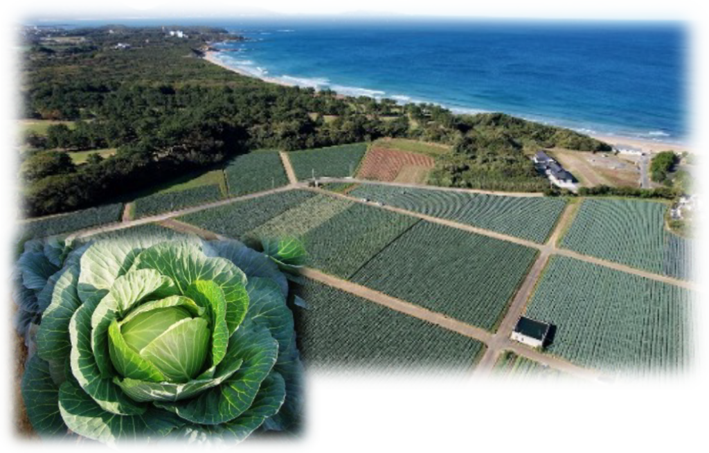 若松キャベツ畑